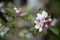 Beautiful delicate apple tree flowers blooming