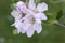 Beautiful delicate apple tree flowers blooming