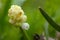 Beautiful delicate beige muscari flower close-up, macro shot