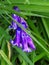 Beautiful Delicate Bluebell Nestled in the Grass