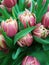 Beautiful delicate bright saturated pink large tulips with lush green leaves