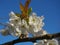 Beautiful and delicate cherry flowers in the morning sun on blue skype. Cherry blossom.