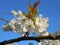 Beautiful and delicate cherry flowers in the morning sun on blue skype. Cherry blossom.