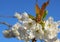 Beautiful and delicate cherry flowers in the morning sun on blue skype. Cherry blossom.