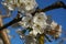 Beautiful and delicate cherry flowers in the morning sun on blue skype. Cherry blossom.