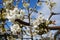 Beautiful and delicate cherry flowers in the morning sun on blue skype. Cherry blossom.