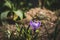 Beautiful delicate crocus flower growing in the spring garden