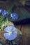 Beautiful delicate flax flower on a beautiful wooden decorative Board. plant of flax from blue flowers on seeds