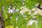 Beautiful delicate inflorescence of rowan white flowers with yellow stamens with green leaves are on a blurred