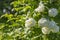 Beautiful delicate inflorescence of white flowers with yellow stamens Guelder Rose tree Viburnum with green leaves are on a