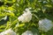 Beautiful delicate inflorescence of white flowers with yellow stamens Guelder Rose tree Viburnum with green leaves are