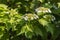 Beautiful delicate inflorescence of white flowers with yellow stamens Viburnum with green leaves are on a blurred background in
