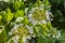 Beautiful delicate inflorescence of white flowers with yellow stamens Viburnum with green leaves are on a blurred background in