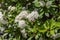 Beautiful delicate inflorescence of white flowers with yellow stamens Viburnum lantana or wayfarer or wayfaring tree