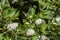 Beautiful delicate inflorescence of white flowers with yellow stamens Viburnum lantana or wayfarer or wayfaring tree
