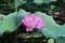 Beautiful and delicate lotus in the Chinese garden