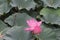 Beautiful and delicate lotus in the Chinese garden