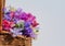 Beautiful, delicate, multi-coloured sweetpeas in a basket. Close-up on blue background.