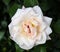 Beautiful delicate pale white creamy rose flower close up