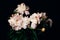 Beautiful delicate peonies on a dark background, blooming flowers, March 8, mother`s day, birthday present