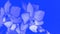 Beautiful delicate phalaenopsis orchid flowers, vivid blue toned, 16:9 panoramic format