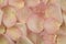 Beautiful delicate pink rose petal background texture. symbolic of love, romance, fragrance and nature