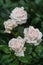 Beautiful delicate pink and white rosebuds in the garden