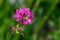 Beautiful Delicate Purple Flowers Viscaria Vulgaris Growing On Meadow