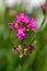 Beautiful Delicate Purple Flowers Viscaria Vulgaris Growing On Meadow