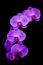 Beautiful and delicate purple phalaenopsis orchids on dark background