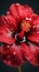 Beautiful delicate red flower, hibiscus, close-up macro photography. Generative Ai