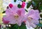 Beautiful and delicate rhododendron flowers close up. Evergreen shrub.