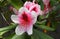 Beautiful and delicate rhododendron flowers close up. Evergreen shrub.