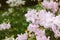 Beautiful and delicate rhododendron white flowers close up. Evergreen flowering shrub.many flowering azalea bushes