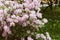 Beautiful and delicate rhododendron white flowers close up. Evergreen flowering shrub.many flowering azalea bushes