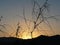 Beautiful delicate shrub against early morning sunrise in Andalusian countryside