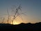 Beautiful delicate shrub against early morning sunrise in Andalusian countryside