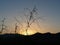 Beautiful delicate shrub against early morning sunrise in Andalusian countryside