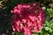 Beautiful delicate spring blooming colorful rhododendron in close-up in the garden