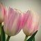 Beautiful delicate spring flowers - pink tulips. Pastel colors and isolated on a pure background. Close-up of flowers with drops o
