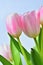 Beautiful delicate spring flowers - pink tulips. Pastel colors and isolated on a pure background. Close-up of flowers with drops o