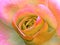 Beautiful delicate summer pink hybrid tea rose petals flower