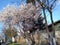 Beautiful delicate tree flowers blooming, spring time with flowering trees