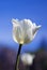 Beautiful, delicate tulip.