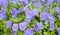 Beautiful delicate violet flowers with green leaves - blue pansies close up