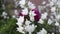 Beautiful delicate white bell flowers swaying in the wind in the courtyard