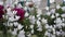 Beautiful delicate white bell flowers swaying in the wind in the courtyard