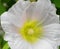 Beautiful and delicate white double-flowered Hollyhocks flowers close up.