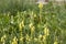 Beautiful delicate yellow linaria flowers are on a blurred green background in the park in summer