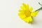 Beautiful delicate yellow spring daisy flower on linen texture off-white beige background. Easter mother`s day birthday